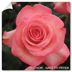 Roseira 'Zo Felix'